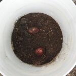Planting Potatoes In Buckets Growing Potatoes In Buckets • Brown Thumb Mama Picture 084