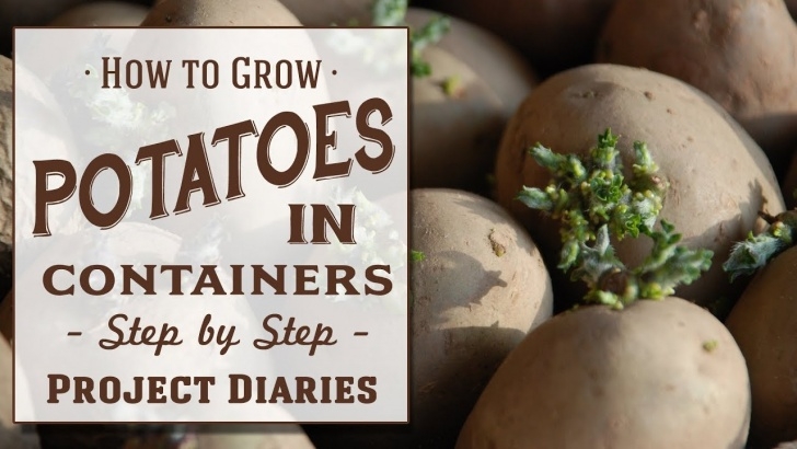 Planting Potatoes In Buckets How To: Grow Potatoes In Containers (Step By Step Guide Picture 030