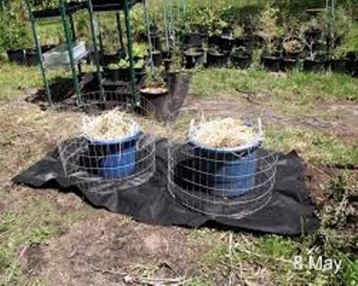 Planting Potatoes In Buckets How To Grow Potatoes In Straw In Containers: 5 Ideas For Image 685
