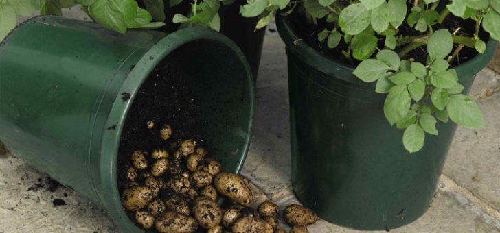 Planting Potatoes In Buckets How To Successfully Grow Potatoes In Containers Picture 366
