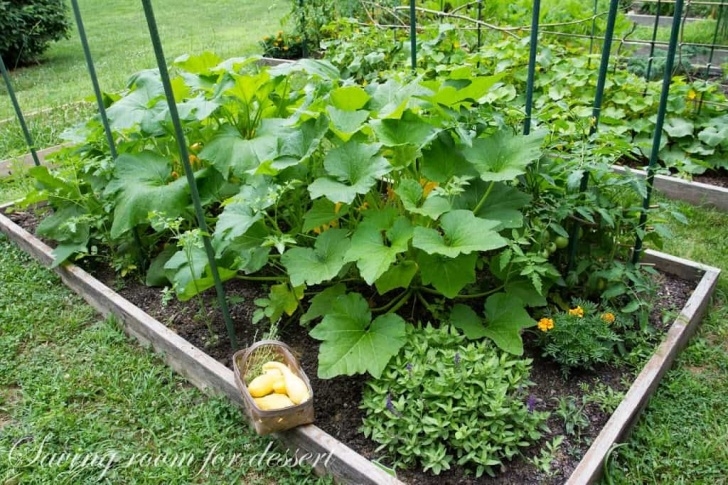 Planting Potatoes In Raised Beds Baked Squash, Tomatoes, Onions And Potatoes "Garden To Picture 283