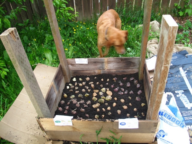 Planting Potatoes In Raised Beds Pedal-Petal: On Pedals And Petals Picture 072