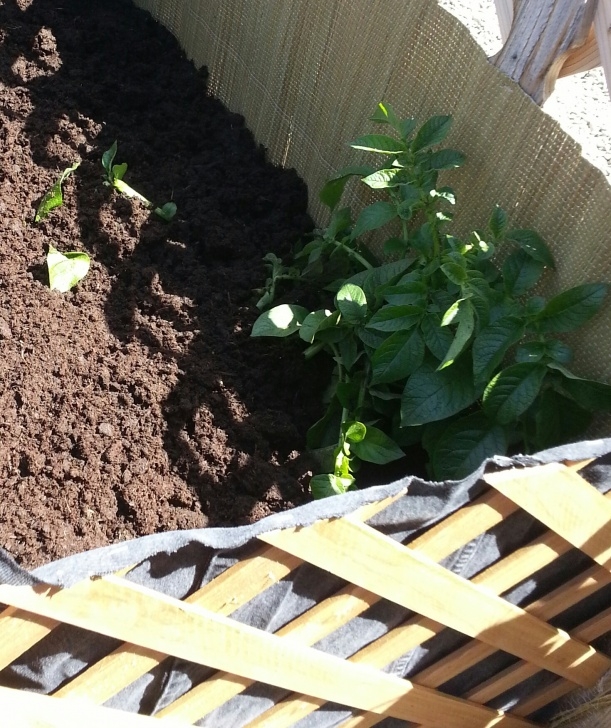 Planting Potatoes In Raised Beds Potato Raised Bed: 6 Steps (With Pictures) Image 662