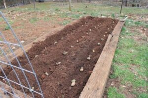 Planting Potatoes In Raised Beds Seed Potatoes And How To Plant Potatoes In A Raised Bed Image 604 Planting Potatoes In Raised Beds Seed Potatoes And How To Plant Potatoes In A Raised Bed Image 604