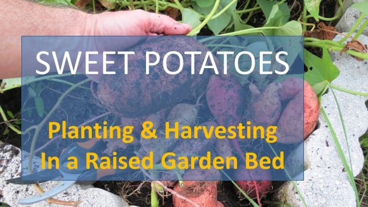 Planting Potatoes In Raised Beds Sweet Potatoes In Florida: Planting And Harvesting In A Image 379