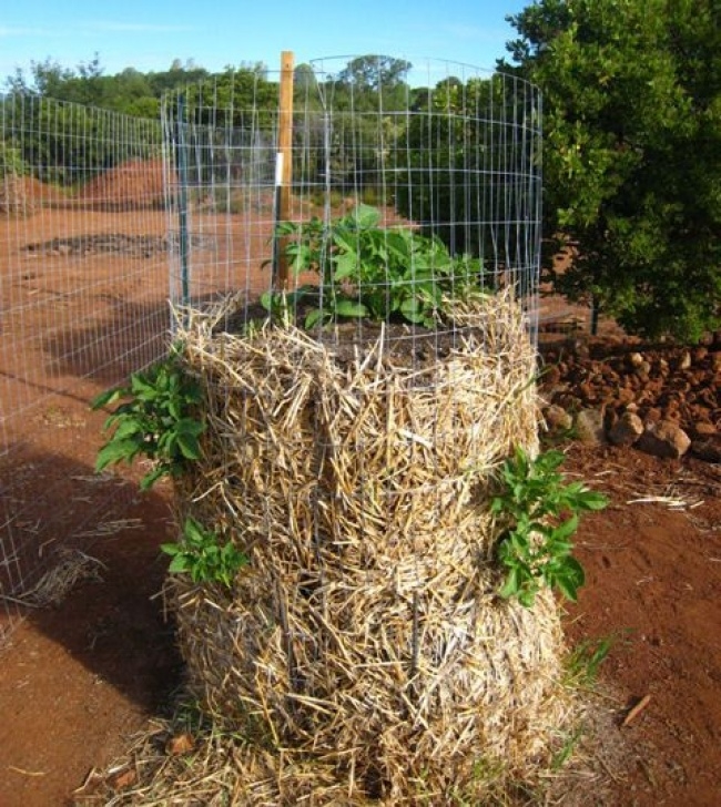 Planting Potatoes In Raised Beds The Leaning Tower Of Potatoes – Growing Potatoes Picture 486