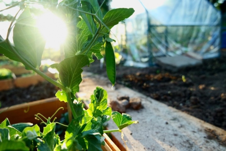 Planting Potatoes In Raised Beds What To Plant With Potatoes In Raised Beds: Potato Photo 380