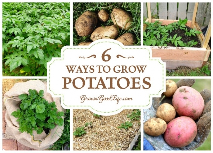 Planting Seed Potatoes 6 Ways To Grow Potatoes Picture 196