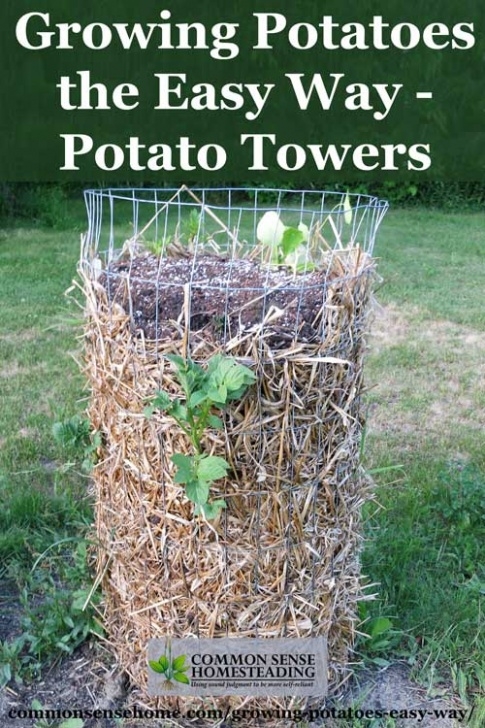 Planting Seed Potatoes Best Way To Grow Potatoes In Containers - Everything About Image 121