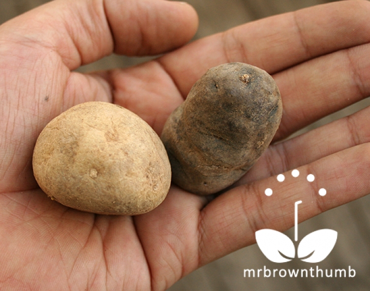 Planting Seed Potatoes Chitting Seed Potatoes Before Planting : Mrbrownthumb Photo 305