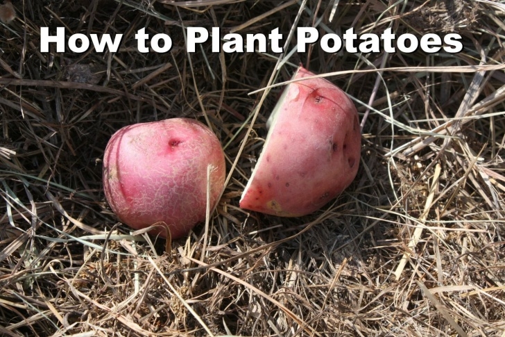 Planting Seed Potatoes How To Grow Organic Potatoes In Your Home Garden Picture 969