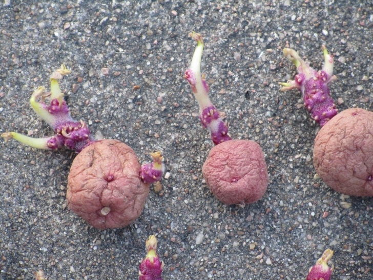 Planting Seed Potatoes How To Plant Potatoes | Learning To Be Frugal Photo 606