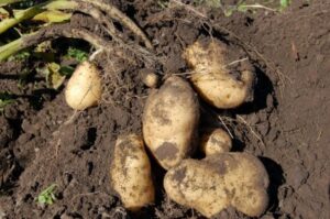 Planting Seed Potatoes Potatoes: Planting, Growing, And Harvesting Potatoes | The Image 682