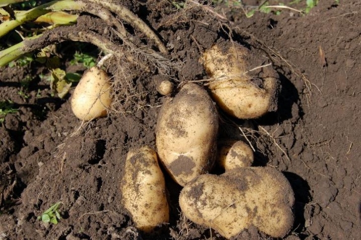 Planting Seed Potatoes Potatoes: Planting, Growing, And Harvesting Potatoes | The Image 682