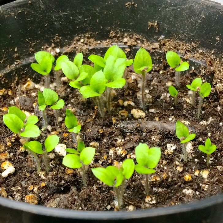 Planting Seed Potatoes True Potato Seeds (Tps) - The Cultivariable Growing Guide Image 337