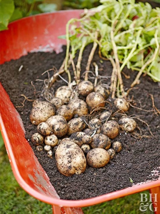 Planting Seed Potatoes What You Need To Know About Growing Potatoes | Better Photo 112