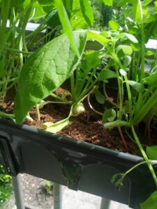 Planting Seeds In Pots Container Gardening Radishes - Growing And Planting Radish Picture 600