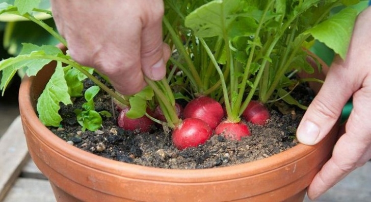 Planting Seeds In Pots Growing My Radish: How To Grow Radish Step By Step Pictures Photo 470
