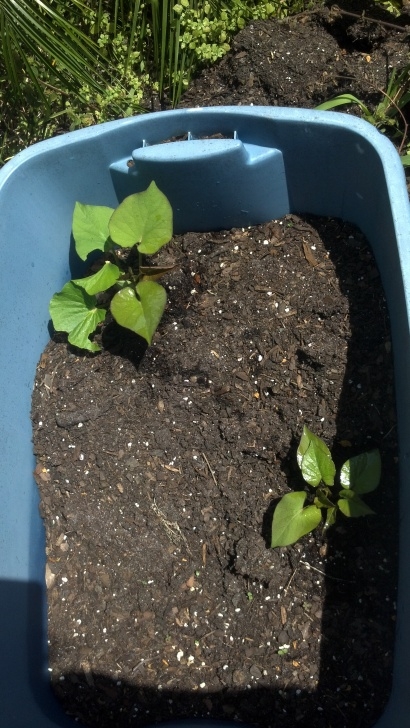 Planting Seeds In Pots Growing Sweet Potatoes In Containers Photo 075
