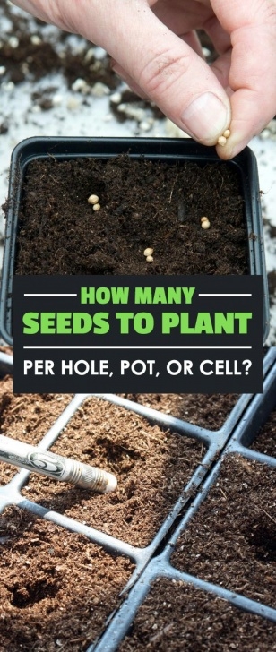 Planting Seeds In Pots How Many Seeds To Plant Per Hole, Pot, Or Cell? | Planting Image 408