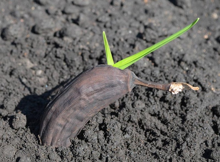 Planting Seeds In Pots How To Grow Banana Trees In Pots… – Eco Snippets Picture 507