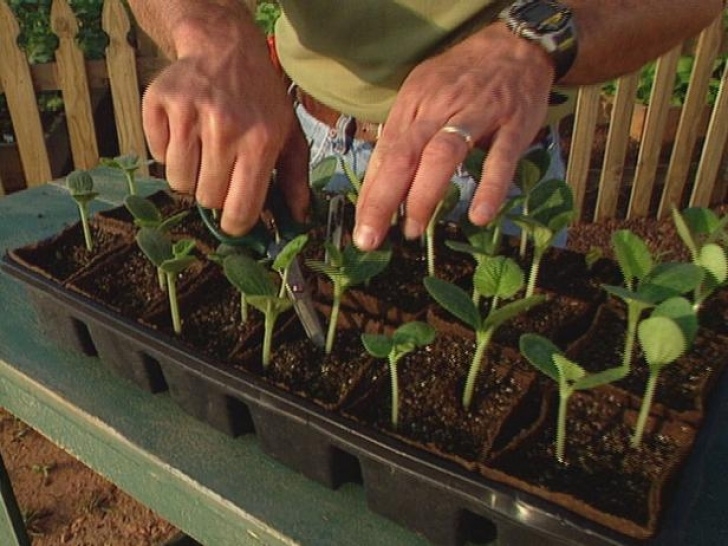 Planting Seeds In Pots How To Start Growing Squash From Seeds | How-Tos | Diy Image 455