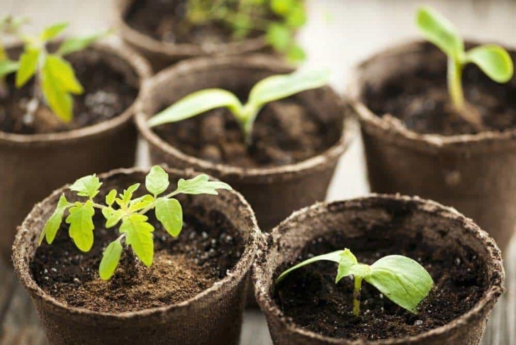 Planting Seeds In Pots How To Start Tomato Seeds Picture 221