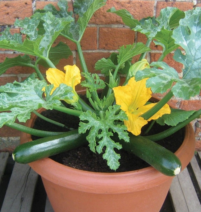 Planting Seeds In Pots Patio Star Zucchini Seeds. This Is The Perfect Choice For Photo 739
