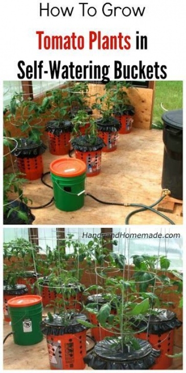Planting Tomatoes In Buckets Alaska Grow Bucket Update | Tomato Garden, Organic Image 033