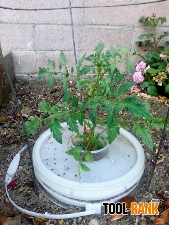 Planting Tomatoes In Buckets Growing Tomatoes And Other Vegetables In A Kratky Method Image 940