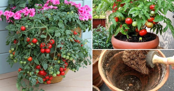 Planting Tomatoes In Buckets Growing Tomatoes In Pots? Note 13 Tomato Growing Tips For Picture 290