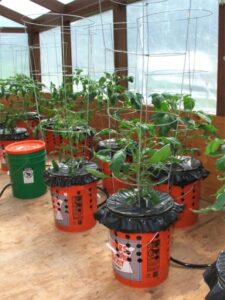 Planting Tomatoes In Buckets How To Grow Tomatoes In A Bucket Picture 365