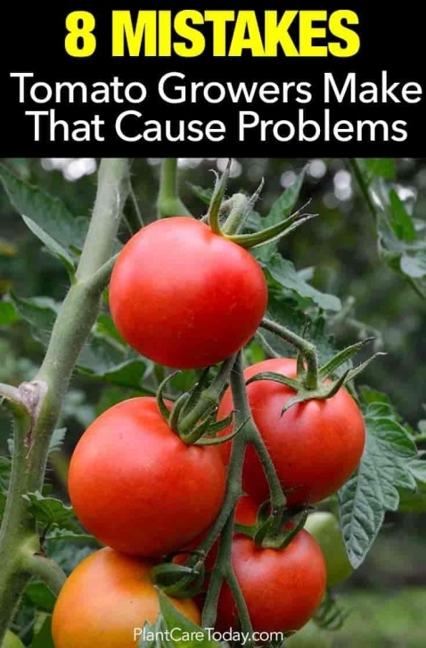 Planting Tomatoes In Buckets Tomato Plant Care: 8 Mistakes Growers Make That Cause Image 661