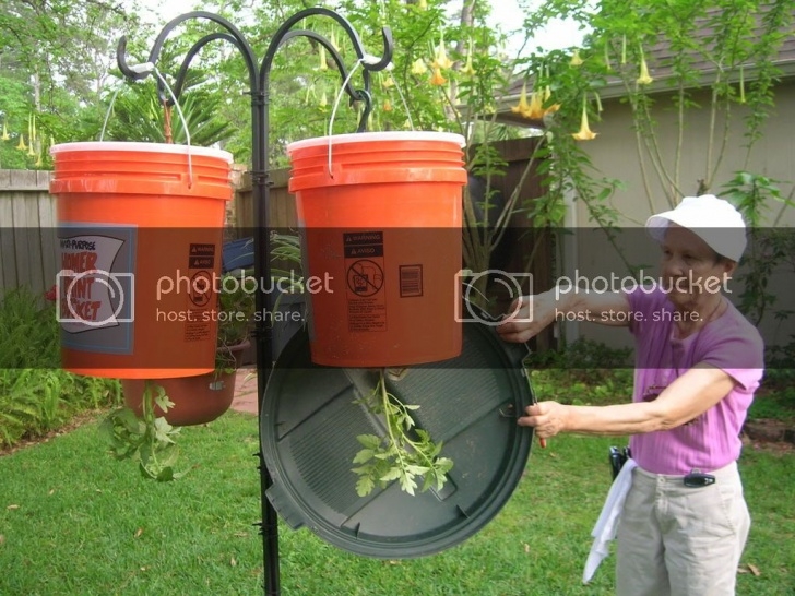 Planting Tomatoes In Buckets Tomato Plant Question - What Would You Do? Picture 098