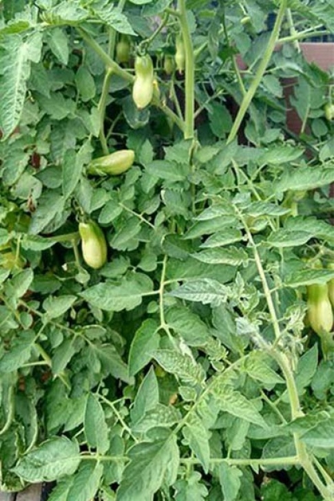 Planting Tomatoes In Buckets We Grew This San Marzano Tomato Plant On Our Patio Two Picture 421