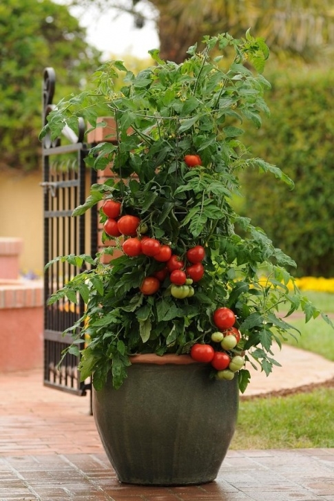 Planting Tomatoes In Containers 15 Secrets To Growing Tomatoes In Containers | Balcony Photo 532