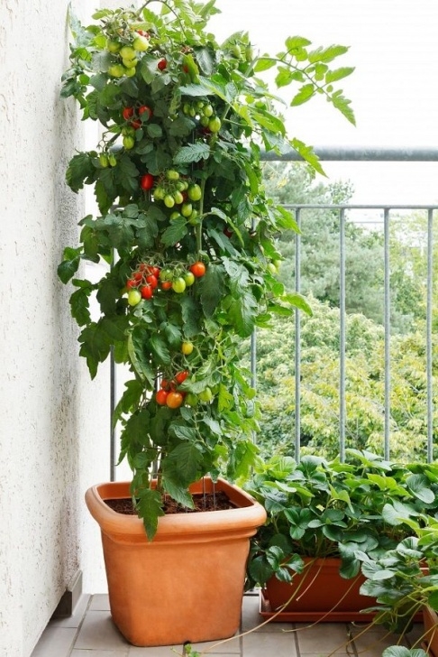 Planting Tomatoes In Containers Best Tomato Varieties For Containers | Tomato Garden Image 706