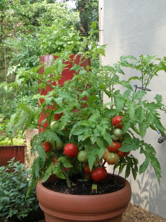 Planting Tomatoes In Containers Better Bush Tomato Plant In Container | Growing Tomatoes Picture 951