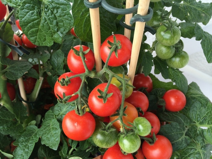 Planting Tomatoes In Containers Container Gardening With Vegetables | Getting Started Photo 526
