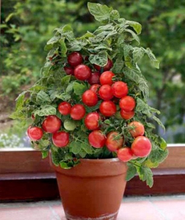 Planting Tomatoes In Containers Container Tomato Gardening | Dengarden Image 564