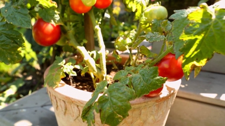 Planting Tomatoes In Containers Growing Tomatoes In Containers - Youtube Photo 876