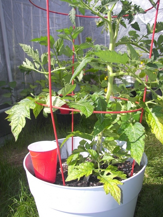 Planting Tomatoes In Containers Watering Tomato Plants In Pots | The Architect And The Artist Photo 672
