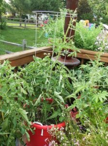 Planting Tomatoes Outside How To Grow Tomatoes Outside In Pots | Cromalinsupport Image 123