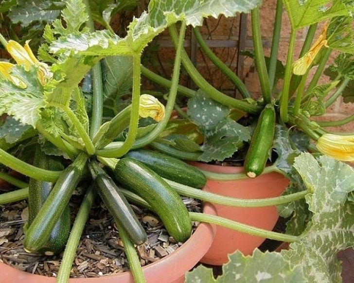 Planting Vegetables In Containers 17 Best Climbing And Vining Vegetables For Containers You Picture 727
