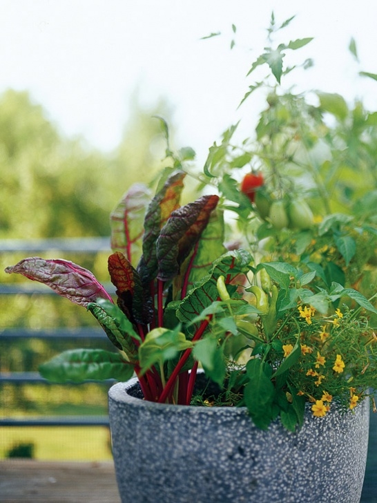 Planting Vegetables In Containers Cottage Garden: Fresh Ideas For Growing Vegetables In Photo 532