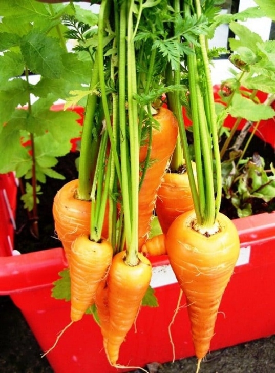 Planting Vegetables In Containers Growing Carrots In Containers: How To Grow Carrots In Pots Picture 407