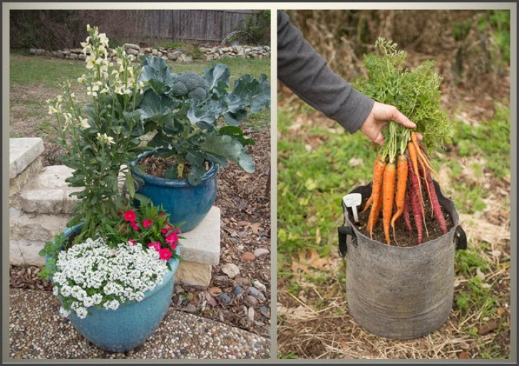 Planting Vegetables In Containers Growing Vegetables In Containers Image 900