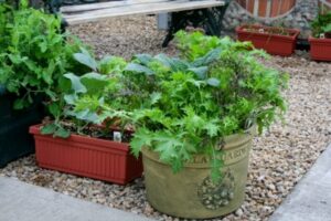 Planting Vegetables In Containers The Flower Bin: Tips For Growing Vegetables In Containers. Image 334 Planting Vegetables In Containers The Flower Bin: Tips For Growing Vegetables In Containers. Image 334