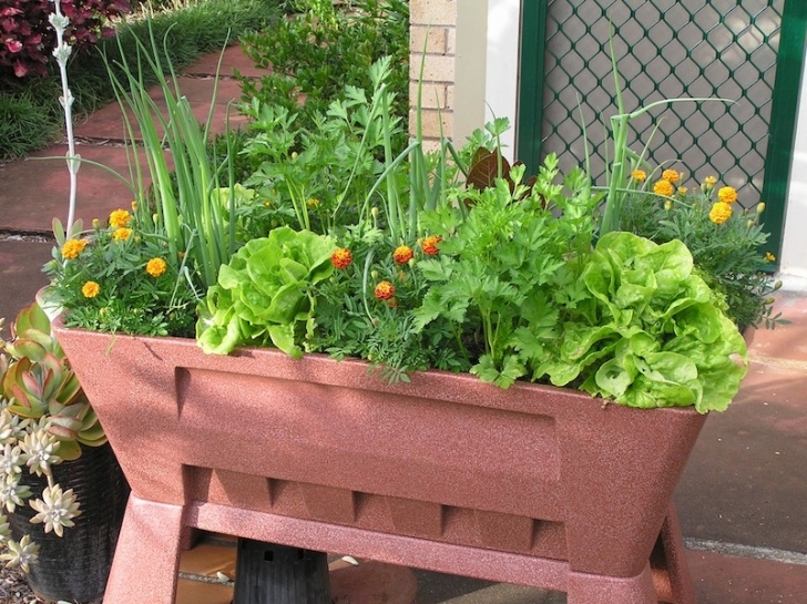 Planting Vegetables In Containers Top 10 Vegetables To Grow In Pots - Gardendrum Image 287