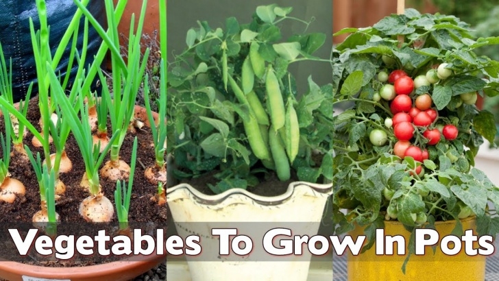 Planting Vegetables In Pots 16 Top Veggies You Can Grow Inside House In Pots (Indoor Picture 400